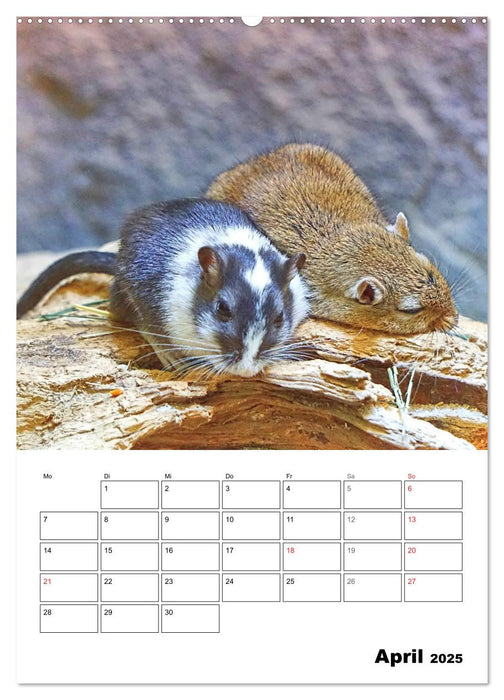 Mongolische Rennmäuse (CALVENDO Premium Wandkalender 2025)