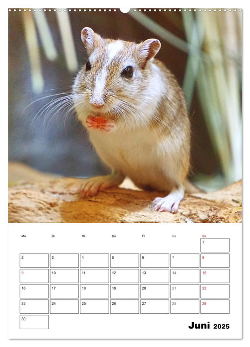 Mongolische Rennmäuse (CALVENDO Premium Wandkalender 2025)