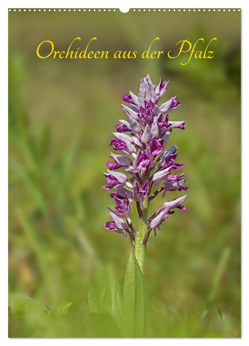 Orchideen aus der Pfalz (CALVENDO Wandkalender 2025)