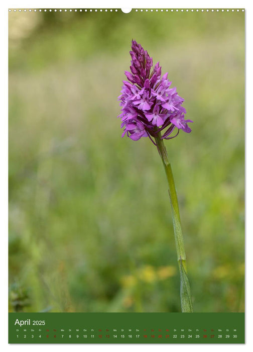Orchideen aus der Pfalz (CALVENDO Wandkalender 2025)
