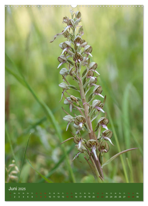 Orchideen aus der Pfalz (CALVENDO Wandkalender 2025)