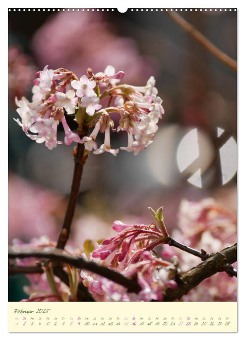 Blütenzauber im Garten (CALVENDO Premium Wandkalender 2025)
