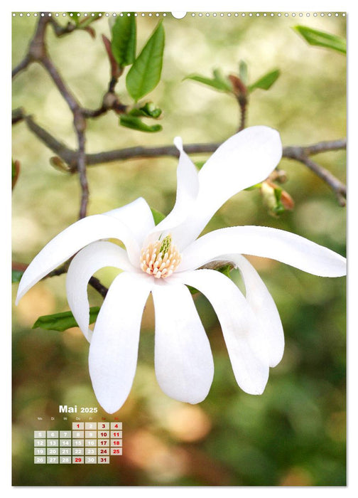 Magnolien Ein Frühlingstraum (CALVENDO Wandkalender 2025)