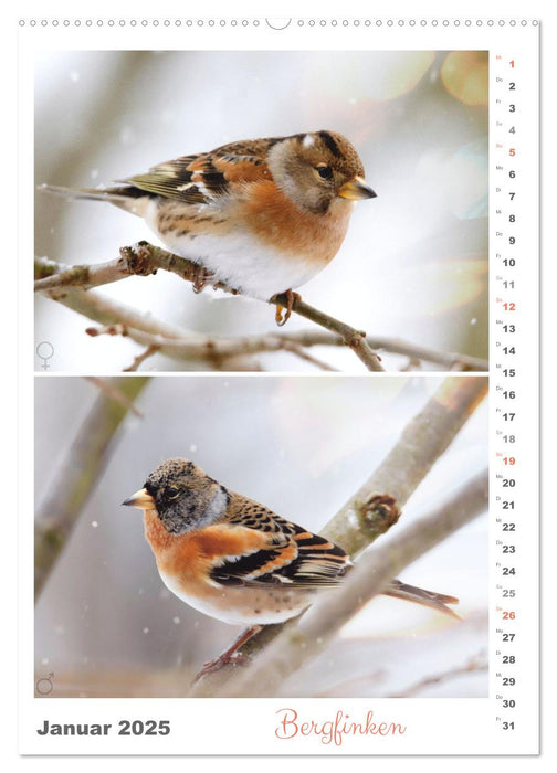 Vogel-Paare (CALVENDO Wandkalender 2025)
