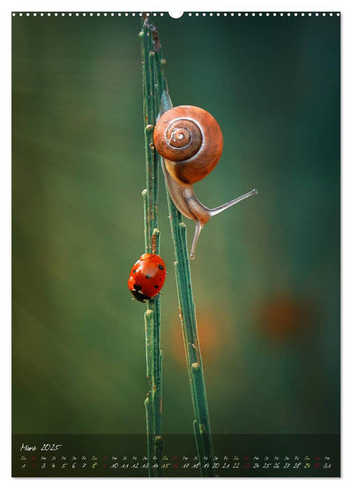 Moment Zauber (CALVENDO Wandkalender 2025)