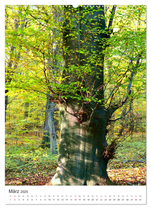 Faszination der Farben im Naturpark Lappwald (CALVENDO Wandkalender 2025)