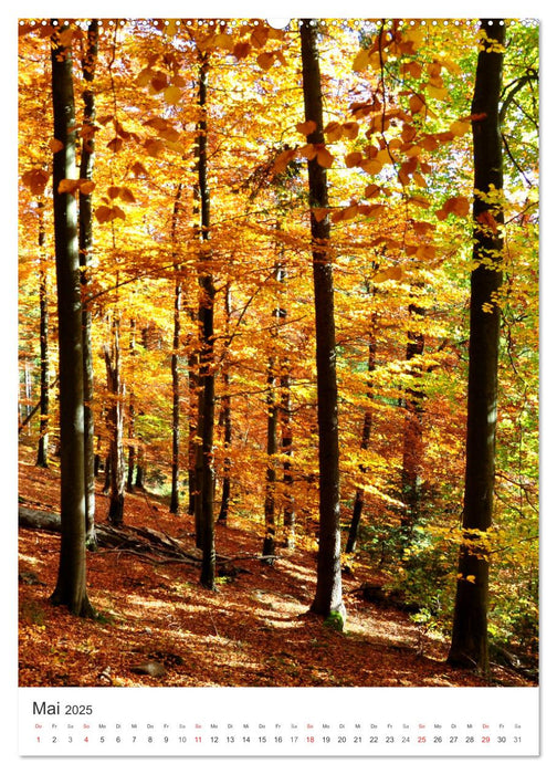 Faszination der Farben im Naturpark Lappwald (CALVENDO Wandkalender 2025)