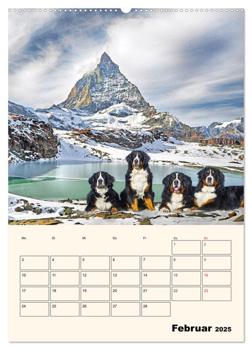 Traumhaft schön - Der Berner Sennenhund (CALVENDO Premium Wandkalender 2025)