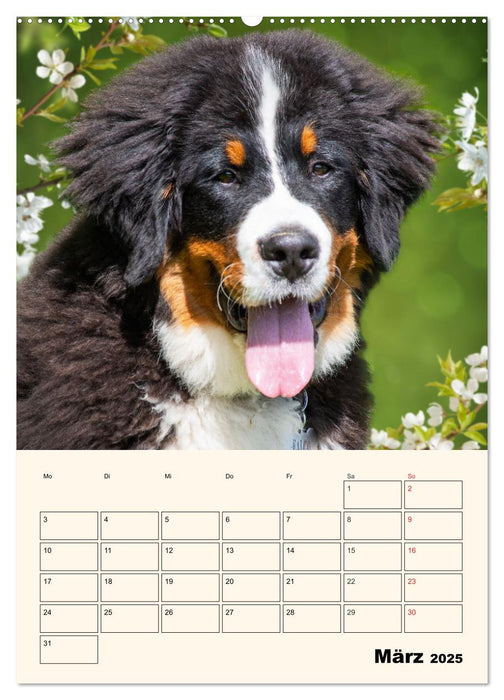 Traumhaft schön - Der Berner Sennenhund (CALVENDO Premium Wandkalender 2025)