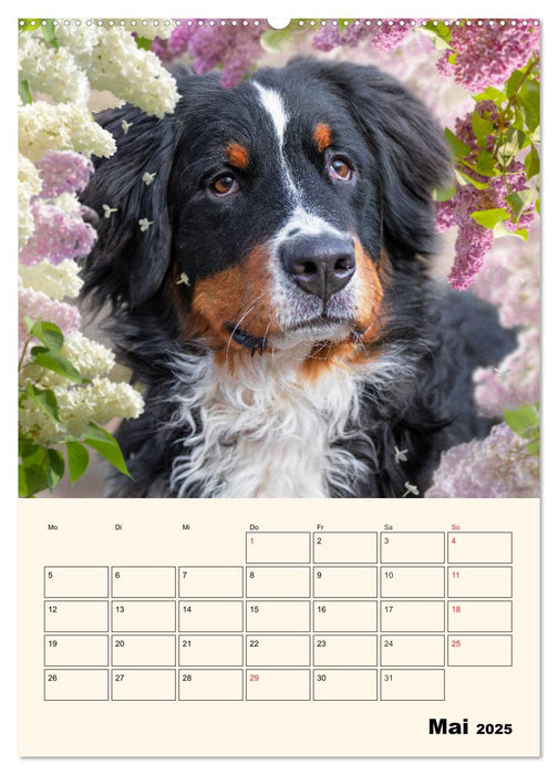 Traumhaft schön - Der Berner Sennenhund (CALVENDO Premium Wandkalender 2025)