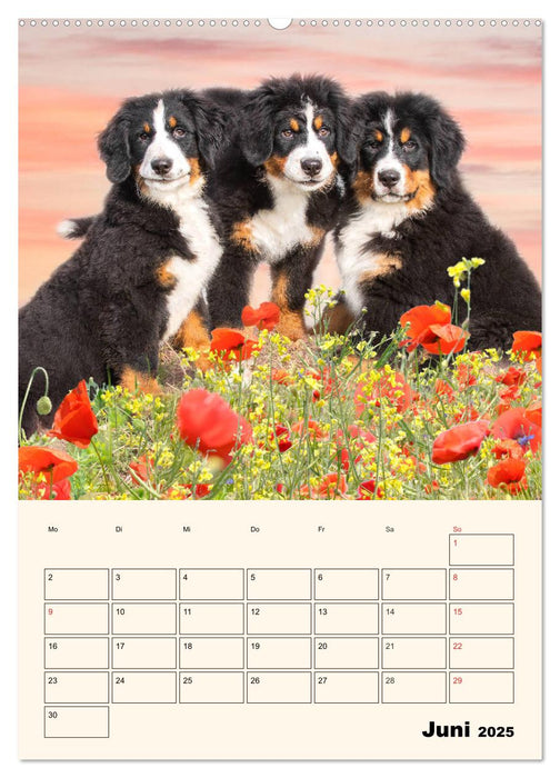 Traumhaft schön - Der Berner Sennenhund (CALVENDO Premium Wandkalender 2025)