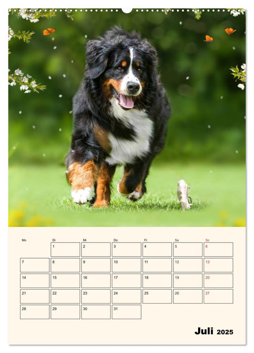 Traumhaft schön - Der Berner Sennenhund (CALVENDO Premium Wandkalender 2025)