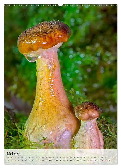 Pilze - kleine Riesen (CALVENDO Wandkalender 2025)