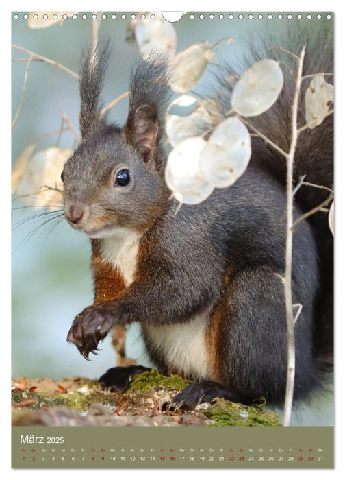 Eichhörnchen - zauberhafte Waldbewohner (CALVENDO Wandkalender 2025)