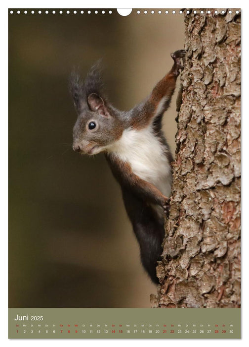 Eichhörnchen - zauberhafte Waldbewohner (CALVENDO Wandkalender 2025)