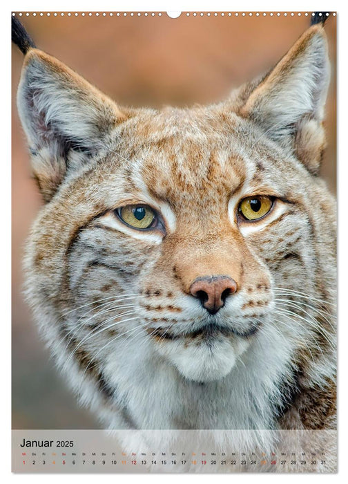 Tiere - Köpfe mit Charakter (CALVENDO Wandkalender 2025)