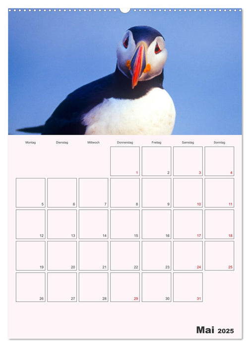 Papageitaucher Monatsplaner (CALVENDO Wandkalender 2025)