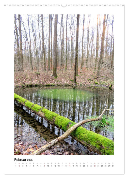 Mein Sehnsuchtsort, der Wald (CALVENDO Wandkalender 2025)