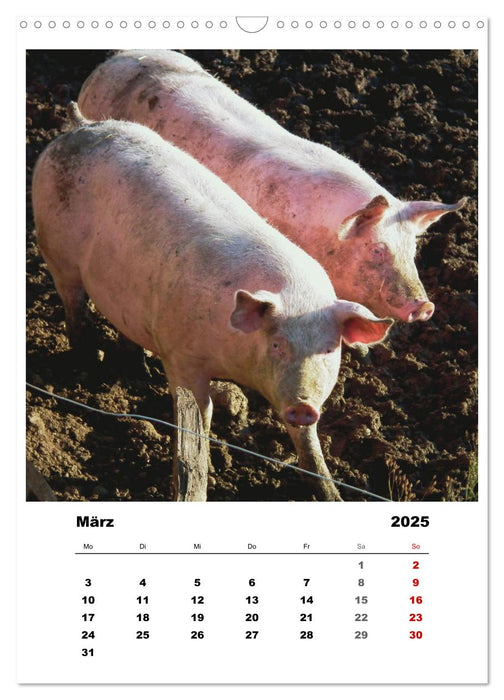 Bauernhoftiere, ganz nah dran (CALVENDO Wandkalender 2025)