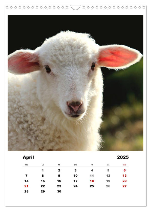 Bauernhoftiere, ganz nah dran (CALVENDO Wandkalender 2025)