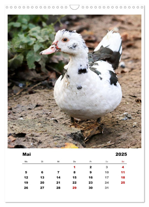 Bauernhoftiere, ganz nah dran (CALVENDO Wandkalender 2025)