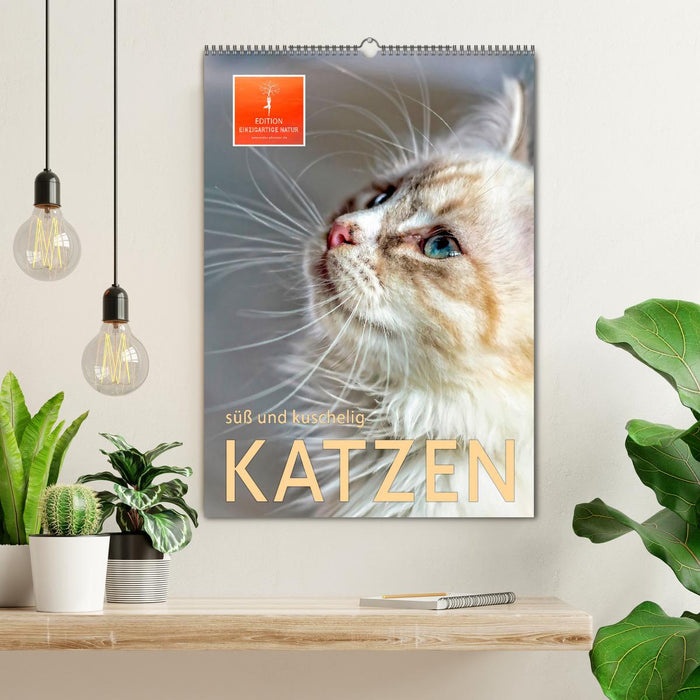 Katzen - süß und kuschelig (CALVENDO Wandkalender 2025)