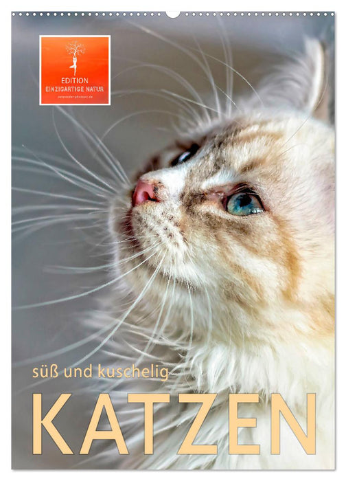 Katzen - süß und kuschelig (CALVENDO Wandkalender 2025)