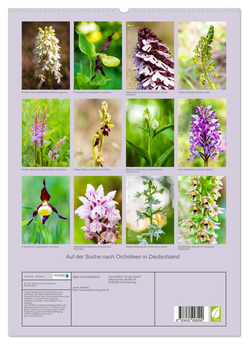 Auf der Suche nach Orchideen in Deutschland (CALVENDO Premium Wandkalender 2025)