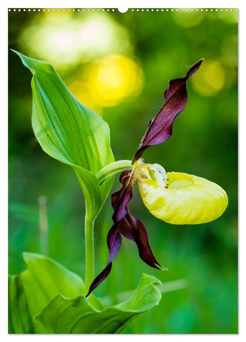 Auf der Suche nach Orchideen in Deutschland (CALVENDO Premium Wandkalender 2025)