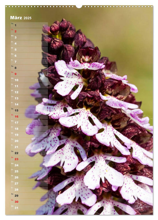 Auf der Suche nach Orchideen in Deutschland (CALVENDO Premium Wandkalender 2025)