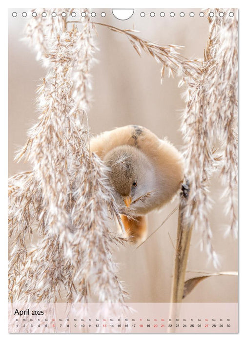 Vogelwelt der Schweiz (CALVENDO Wandkalender 2025)