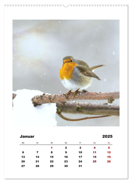 Rotkehlchen, süße kleine Knutschkugeln (CALVENDO Wandkalender 2025)