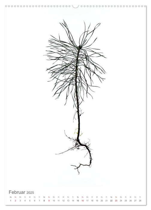 Junge Bäume (CALVENDO Premium Wandkalender 2025)