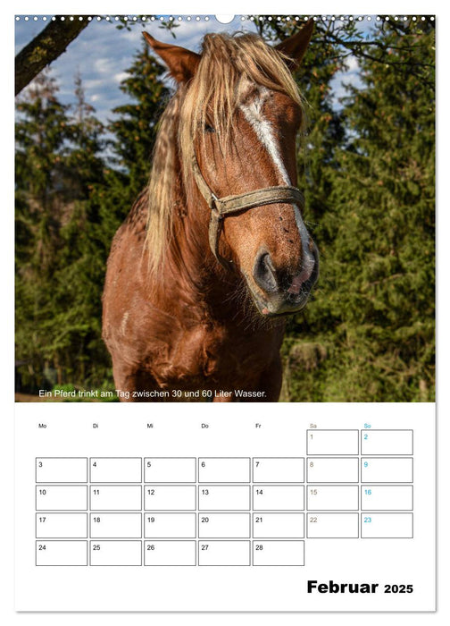 Liebenswerte Landtiere (CALVENDO Premium Wandkalender 2025)