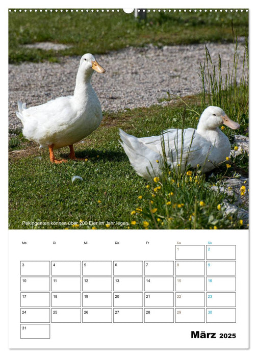 Liebenswerte Landtiere (CALVENDO Premium Wandkalender 2025)