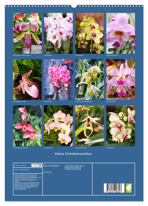 Kleine Orchideenschätze (CALVENDO Premium Wandkalender 2025)