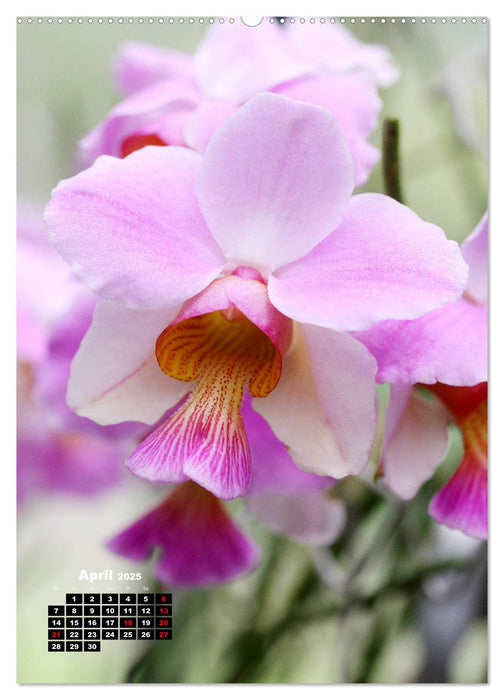 Kleine Orchideenschätze (CALVENDO Premium Wandkalender 2025)