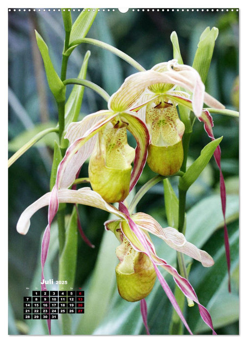 Kleine Orchideenschätze (CALVENDO Premium Wandkalender 2025)