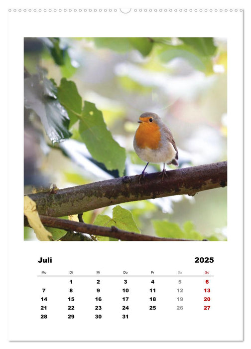 Rotkehlchen, süße kleine Knutschkugeln (CALVENDO Premium Wandkalender 2025)