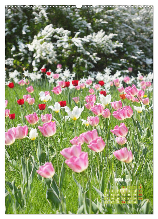 Ein buntes Tulpenjahr (CALVENDO Premium Wandkalender 2025)