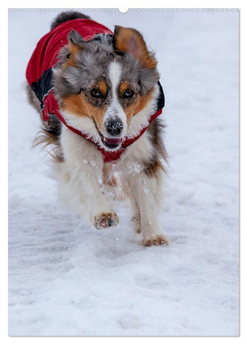 Hermine - Ein Jahr mit einem Mini Australian Shepherd (CALVENDO Wandkalender 2025)