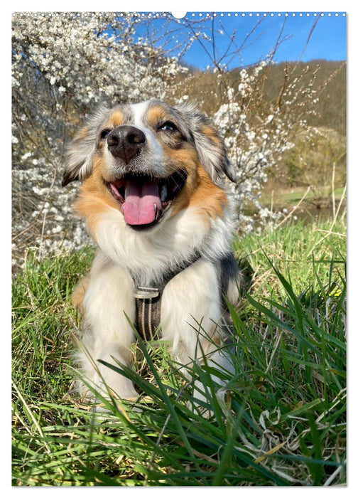 Hermine - Ein Jahr mit einem Mini Australian Shepherd (CALVENDO Wandkalender 2025)