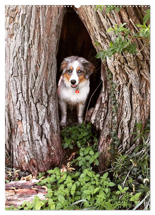 Hermine - Ein Jahr mit einem Mini Australian Shepherd (CALVENDO Wandkalender 2025)