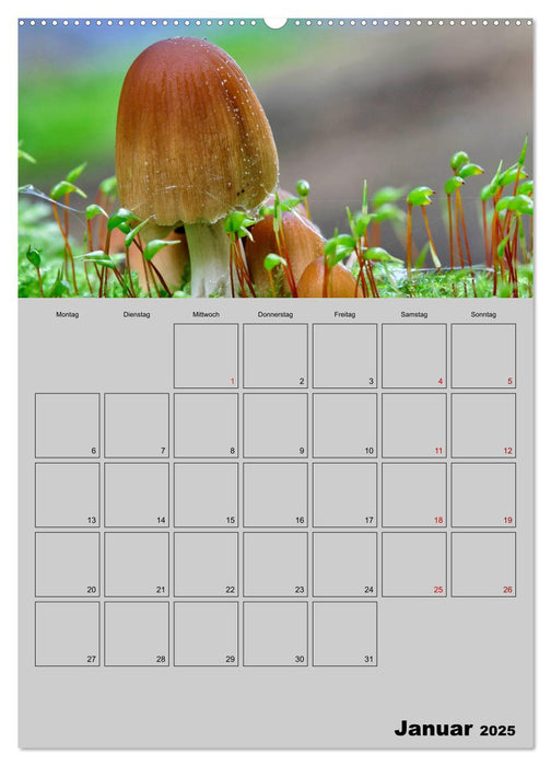 Quer durch die Pilze (CALVENDO Premium Wandkalender 2025)