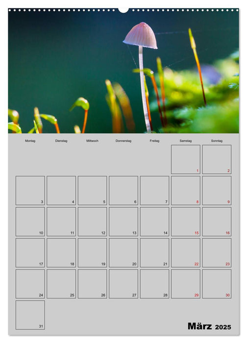 Quer durch die Pilze (CALVENDO Premium Wandkalender 2025)