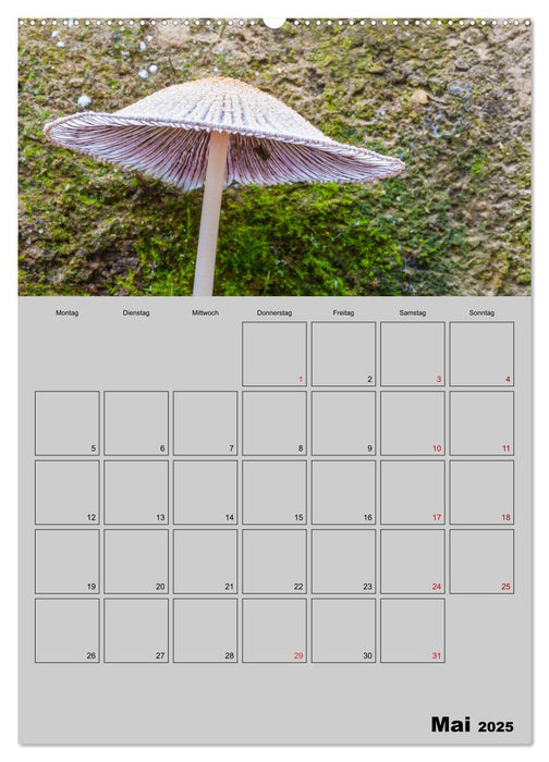 Quer durch die Pilze (CALVENDO Premium Wandkalender 2025)