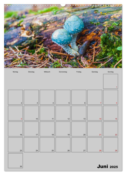 Quer durch die Pilze (CALVENDO Premium Wandkalender 2025)