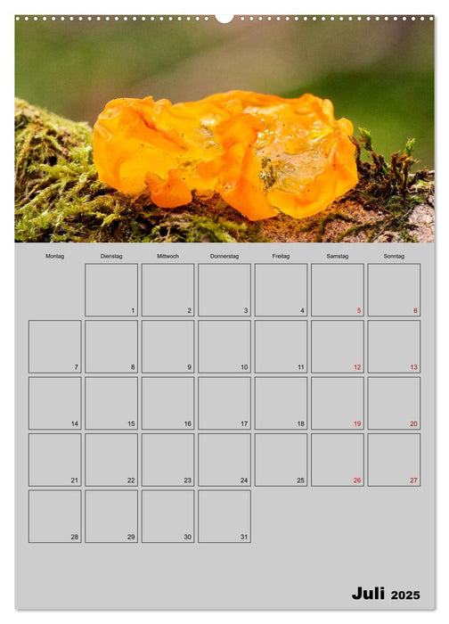 Quer durch die Pilze (CALVENDO Premium Wandkalender 2025)