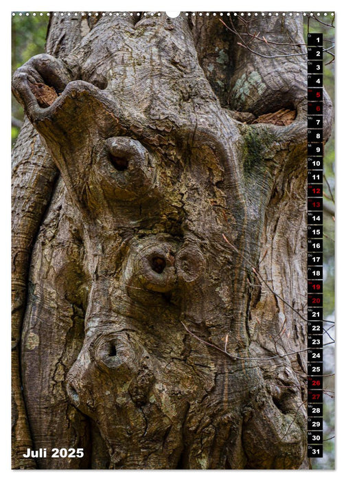 Bäume anders gesehen (CALVENDO Premium Wandkalender 2025)