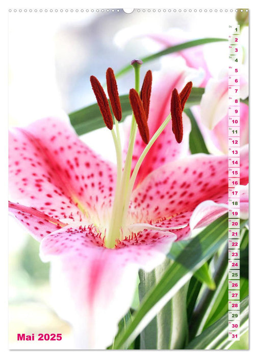 Lilien-Eleganz (CALVENDO Premium Wandkalender 2025)